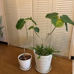 ウンベラータ　二鉢　観葉植物　ネフロレピシス  ダフィー