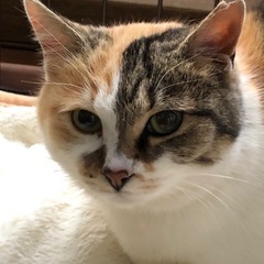 里親募集　美猫のミケちゃん
