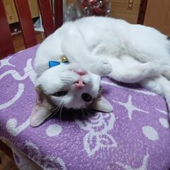 保護猫