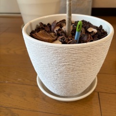 ウンベラータ　二鉢　観葉植物　ネフロレピシス  ダフィーの画像