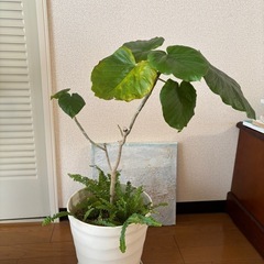 ウンベラータ　二鉢　観葉植物　ネフロレピシス  ダフィーの画像