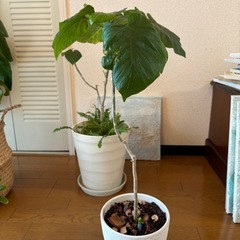 ウンベラータ　二鉢　観葉植物　ネフロレピシス  ダフィーの画像