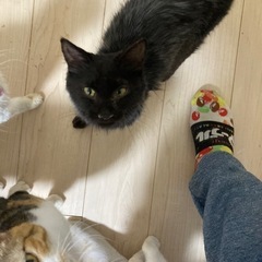 人が大好きメインクーンの黒白猫様✨️