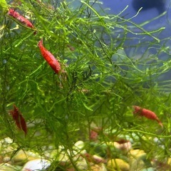 レッドファイアーシュリンプ　極火蝦　1匹の画像