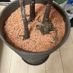 カシワバゴムの木の画像