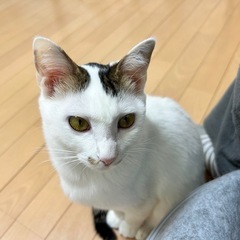 ずっとの家族が出来ました🍀観(かん)くん  白多めのキジシロ
