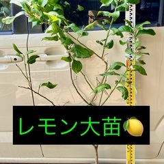 3980円　花芽有レモン大苗　豊産性