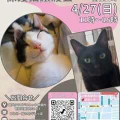 つるみ・猫のカギしっぽ譲渡会４月２７日（日）　 JR鶴見駅西口か...