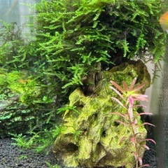淡水魚など