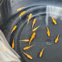 紅帝めだか 若魚15匹＋α メダカ