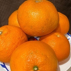『伊予柑🍊』　明日木曜日まで