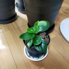 ぺぺロミアの画像