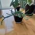 ランキングキーワードに紐づく投稿画像-観葉植物