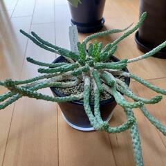 ユーフォルビア・イネルミスの画像