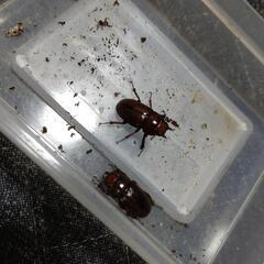 アスタコイデス♀2匹