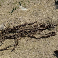 絡みあったかずらの木の画像