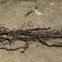 絡みあったかずらの木