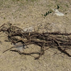 絡みあったかずらの木の画像