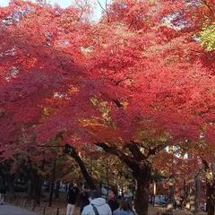 さくらを観に行きましよー🌸🌸🌸