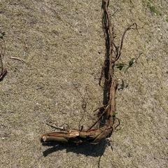 絡みあったかずらの木の画像