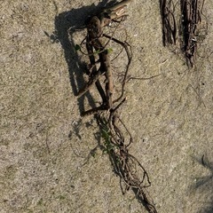 絡みあったかずらの木の画像