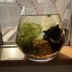 メダカボトル