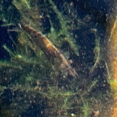 ミナミヌマエビ 30匹の画像