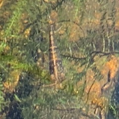 ミナミヌマエビ 30匹の画像