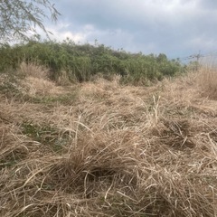 ススキ、枯れ草欲しい方いますか？
