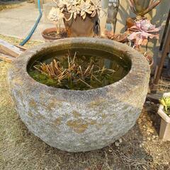 餅つき鉢、手水鉢、メダカ