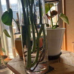モンステラ　水挿しの画像