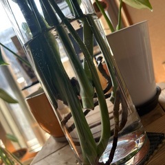 モンステラ　水挿しの画像