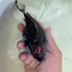 玉サバ　黒銀極　墨銀鱗　親個体　抱卵の画像