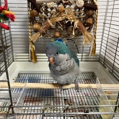 鳥好きさんのお友達募集