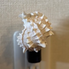 【お渡し決定】お値下げしました‼️シェルのランプ　直接コンセントに差込ますの画像