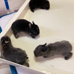 うさぎの赤ちゃん無料で差し上げます