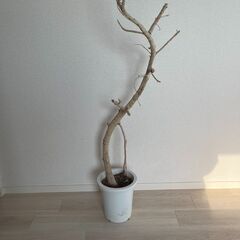 ベンガレンシス枯れ木