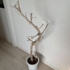 ベンガレンシス枯れ木の画像
