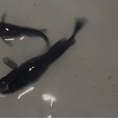 改良ブラックダイヤメダカ成魚