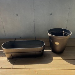観葉植物の画像