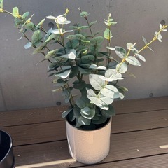 観葉植物の画像