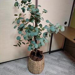 人工 観葉植物 ユーカリ 大 ②