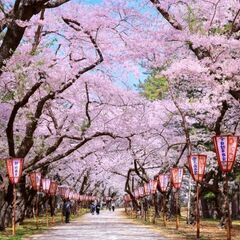 一緒に桜を見ましょう！