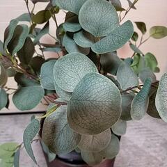 人工 観葉植物 ユーカリ 小 ①の画像