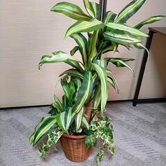 人工 観葉植物 ドラセナ