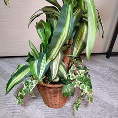 人工 観葉植物 ドラセナの画像