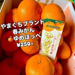 春みかん🍊ゆめほっぺ初入荷しました！✨