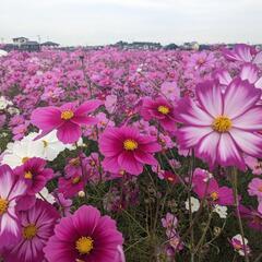 4月3日（木）お花見🌸
