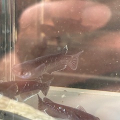 メダカ　曜変天目の画像