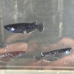 メダカ　曜変天目の画像